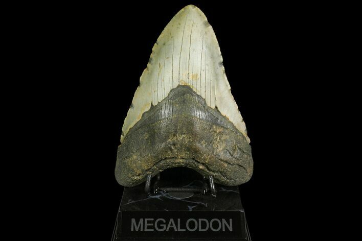 Huge, Fossil Megalodon Tooth - North Carolina #158229
